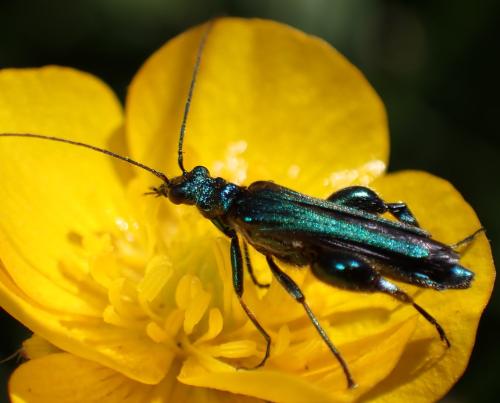 Oedemera nobilis